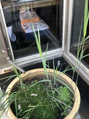 Phragmites australis