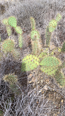 Opuntia littoralis