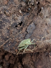 Chlorocoris