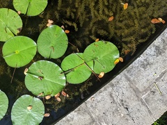 Nymphaea nouchali