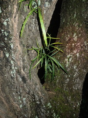 Knightia excelsa