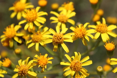 Senecio brasiliensis
