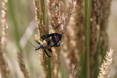 Apiomerus barbiellinii