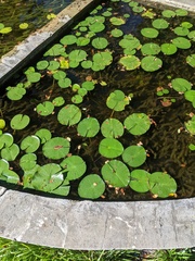 Nymphaea nouchali