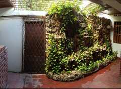 Epipremnum aureum