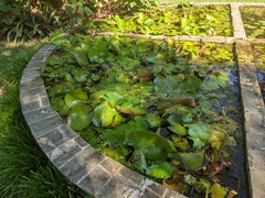 Nymphaea nouchali