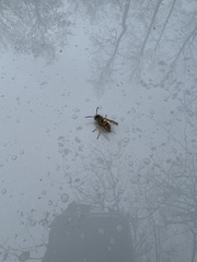 Vespula