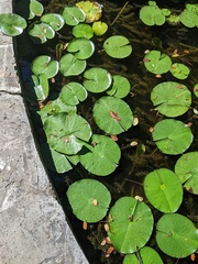 Nymphaea nouchali