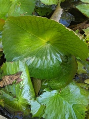 Nymphaea nouchali