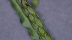 Digitaria longiflora