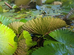 Nymphaea nouchali