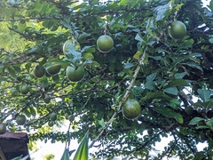 Crescentia cujete