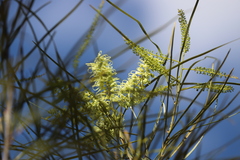 Grevillea parallela
