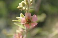 Sphaeralcea bonariensis