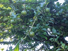 Crescentia cujete