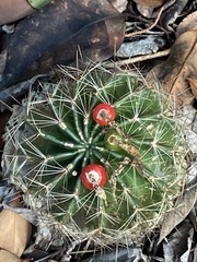 Hamatocactus setispinus