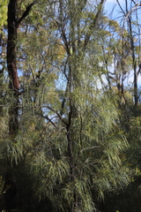 Grevillea parallela