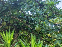 Crescentia cujete