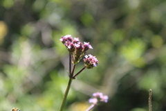 Verbena litoralis