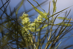 Grevillea parallela