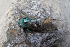 Cicadidae