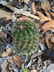 Hamatocactus setispinus