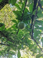 Crescentia cujete