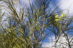 Grevillea parallela