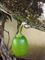 Crescentia cujete
