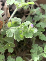 Nemophila parviflora quercifolia