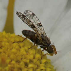 Dioxyna picciola