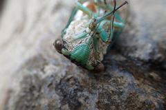 Cicadidae