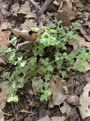 Nemophila parviflora quercifolia