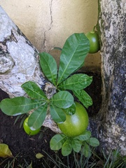 Crescentia cujete