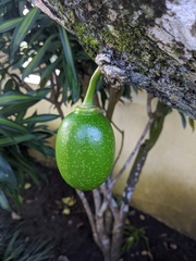 Crescentia cujete