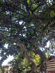 Crescentia cujete