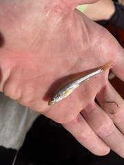 Notropis dorsalis