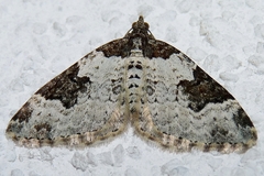 Xanthorhoe fluctuata