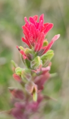 Castilleja arvensis