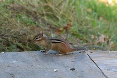 Tamias striatus