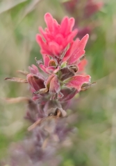 Castilleja arvensis