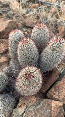 Mammillaria grahamii