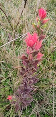 Castilleja arvensis