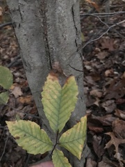 Fagus grandifolia