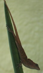 Anolis hispaniolae