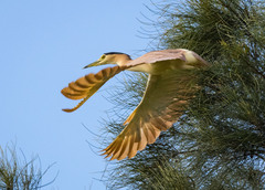 Nycticorax caledonicus