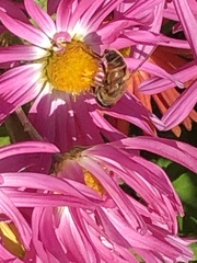 Eristalis tenax