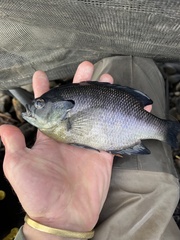 Lepomis macrochirus