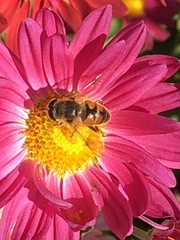 Eristalis tenax