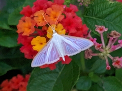 Palpita